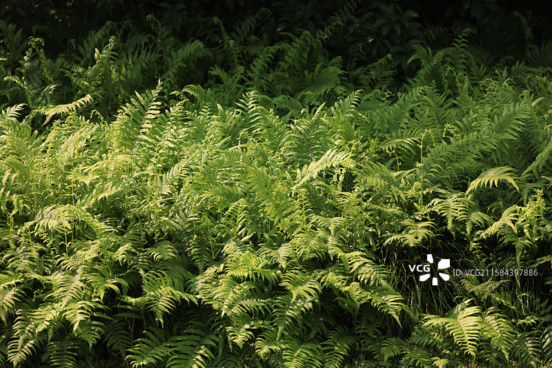 上海植物园绿色的蕨类植物图片素材
