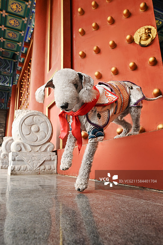 中国风的贝灵顿梗图片素材