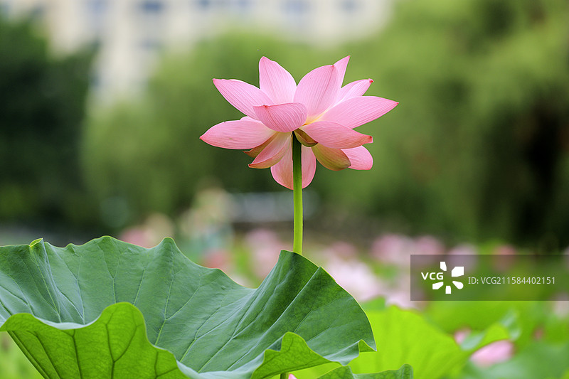 夏季日光下，吉林省延边朝鲜族自治州延吉市人民公园荷花池图们江红莲绽放。图片素材