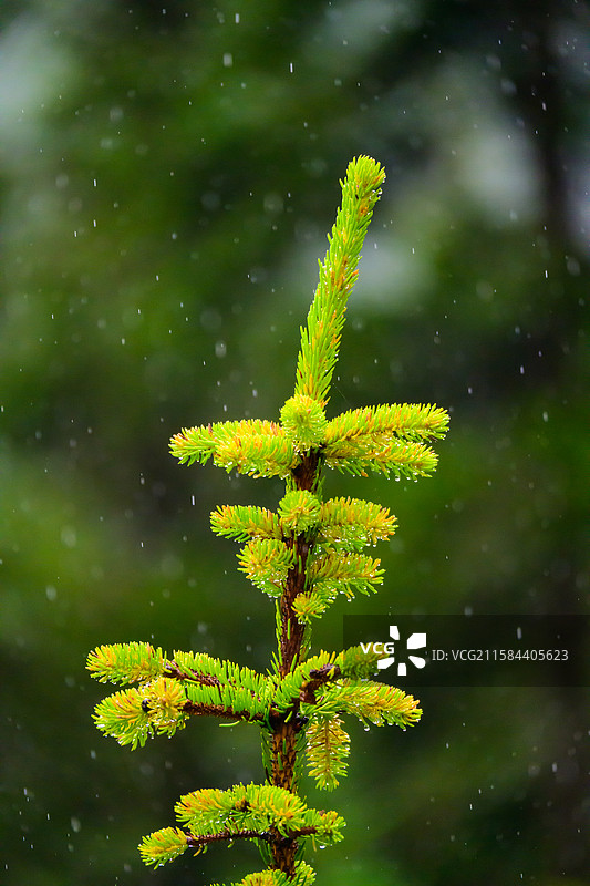 黄龙 针叶木图片素材