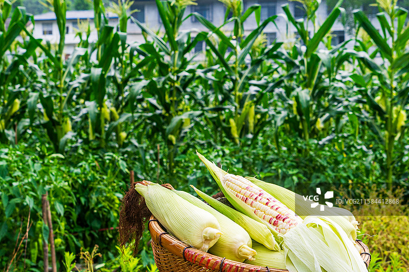 恩施高山甜糯玉米图片素材