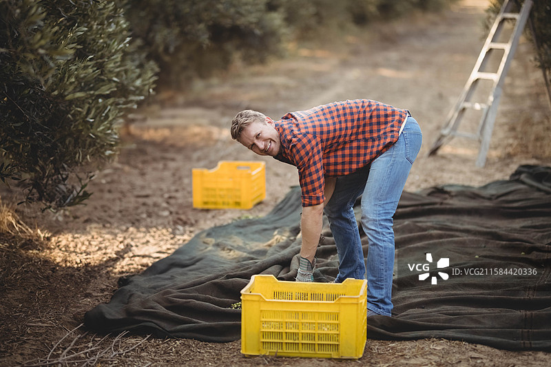 男子在果园小路上用铝梯和黄色塑料箱收获水果，身旁有网状收集网。图片素材