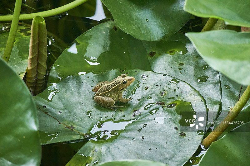 夏天在荷叶上的青蛙图片素材