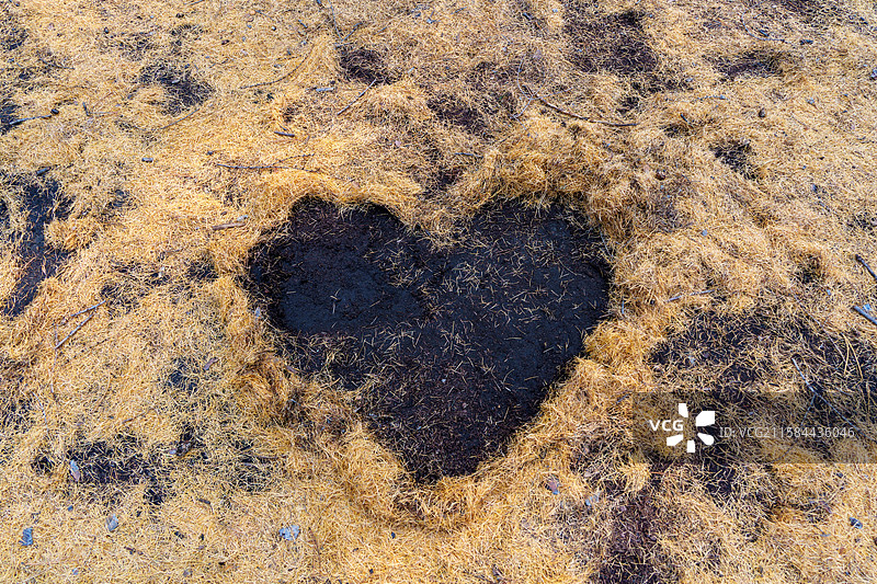 深秋时节，落在东北大兴安岭的黑土地上的落叶松画出的爱心形状图片素材