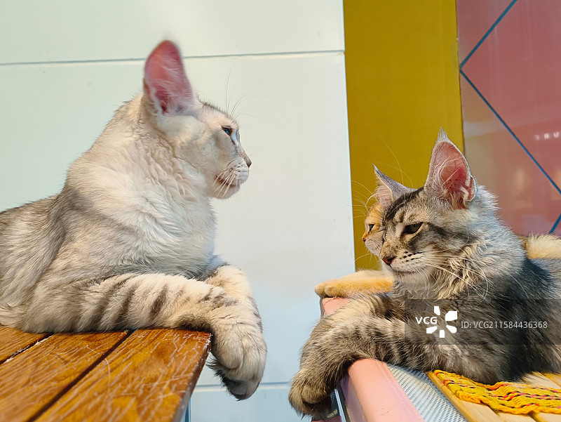 三只小猫聚会 缅因猫金渐层 悠闲慵懒图片素材