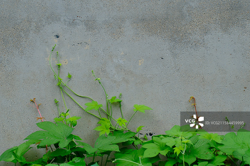 灰色背景下的拉拉秧。葎草。绿色植物设计素材图片素材