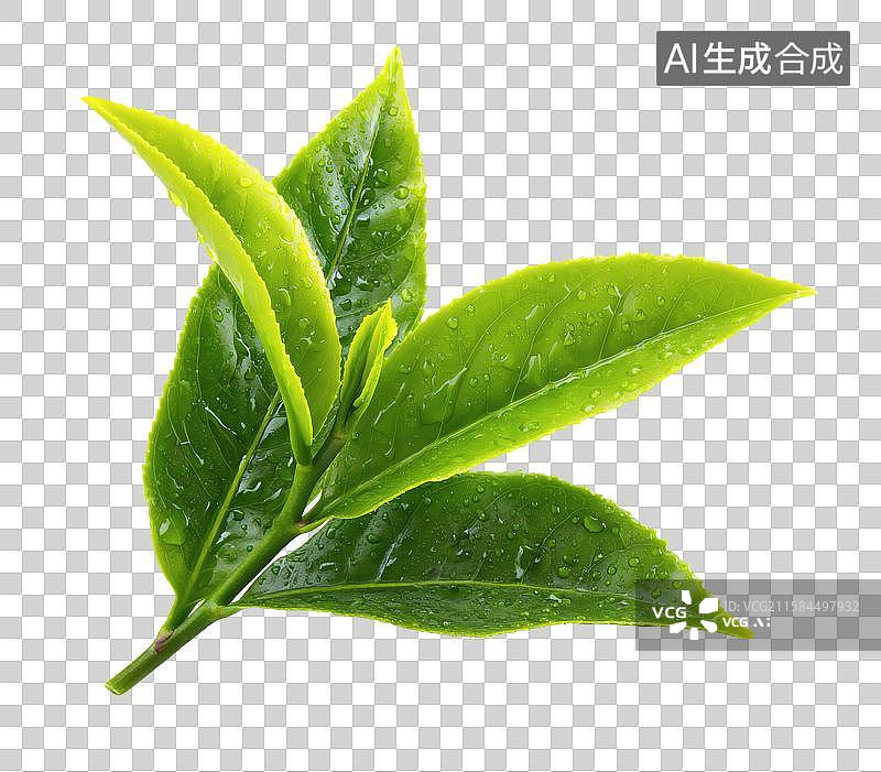 【AI数字艺术】带露珠的新鲜绿茶叶片特写图片素材