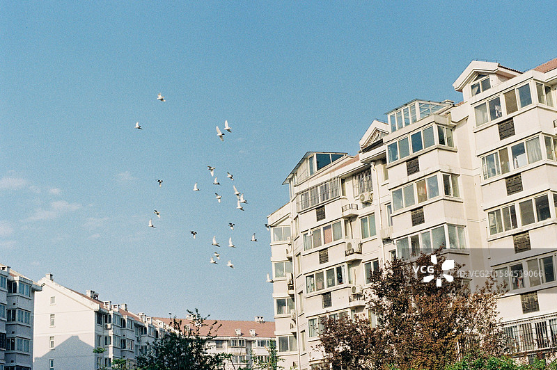 掠过小区上空的鸽群图片素材
