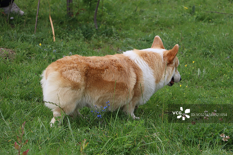 草地散步的柯基图片素材