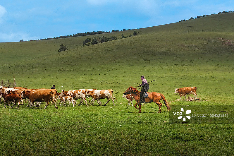 牧牛图片素材