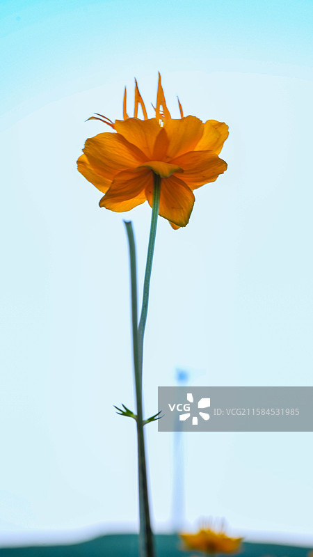 金莲花盛开图片素材