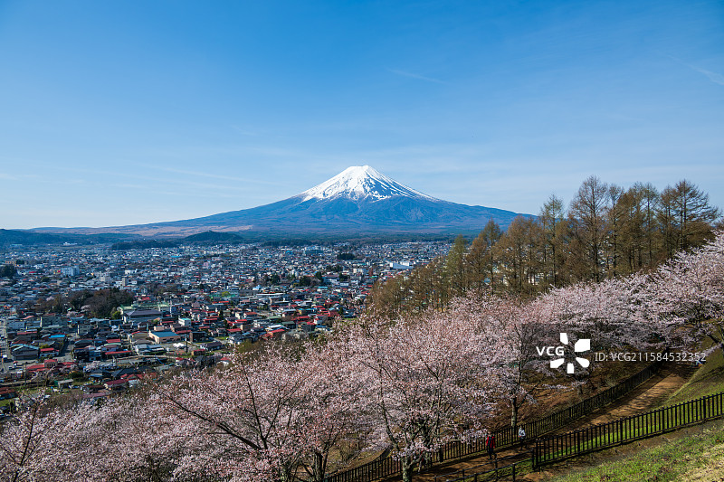 日本新仓浅间公园樱花和富士山图片素材