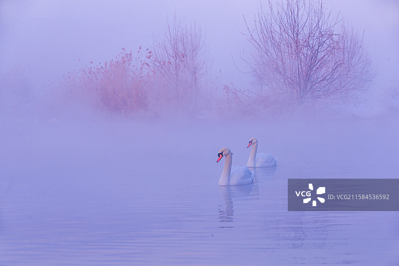 薄雾为纱，天鹅演绎水畔情诗图片素材