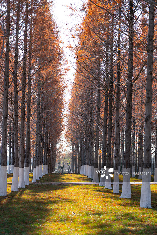 冬季公园里的树图片素材