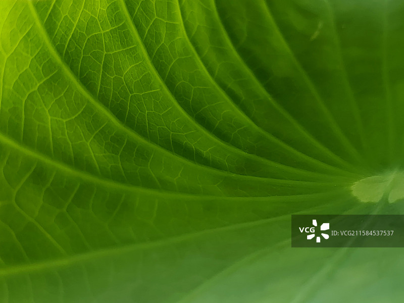 荷叶的曲线美图片素材