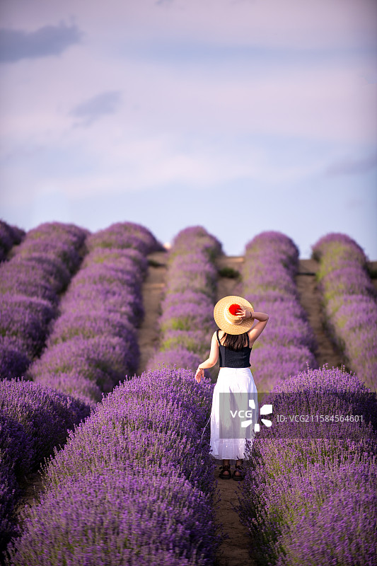 中国新疆伊犁霍城薰衣草图片素材