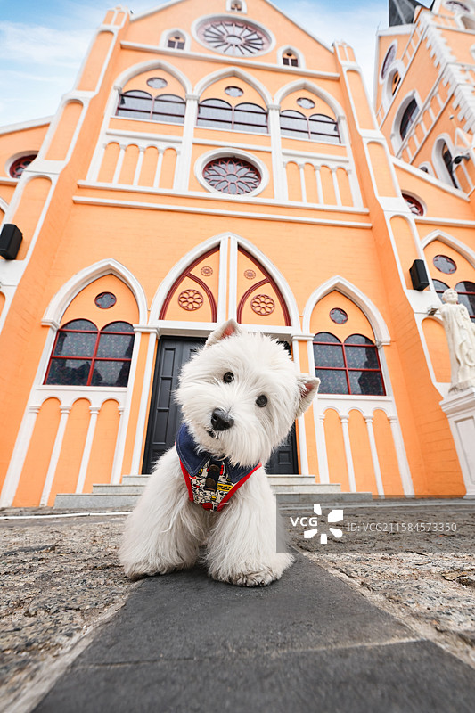 可爱的西高地白梗图片素材