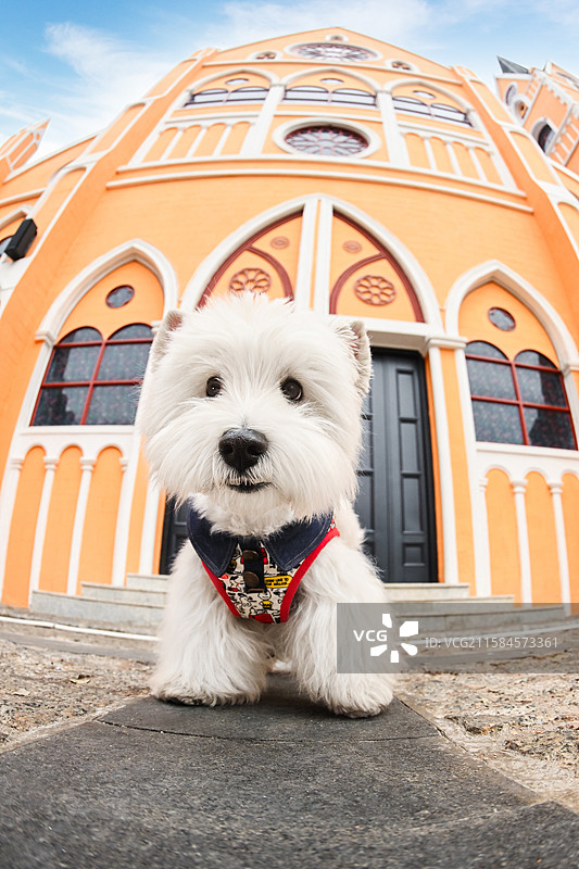 可爱的西高地白梗图片素材