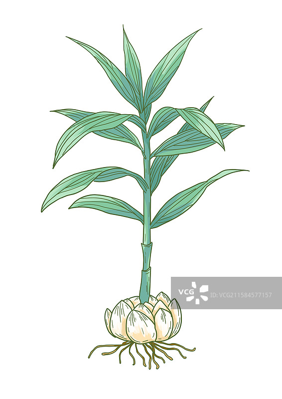 兰州百合龙牙百合卷丹百合细叶百合参茸中药药材植物插画图片素材
