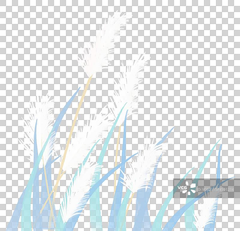 风吹一片芦苇元素 植物素材图片素材