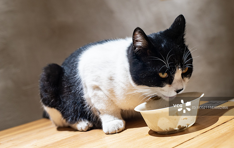 中国野生动物拍摄主题，地面上躺着一只白色黑色相间的猫咪正在吃猫粮，室内无人图像摄影图片素材