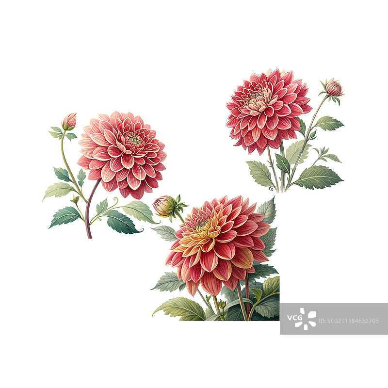 大丽花的华丽层叠花瓣，色彩鲜艳图片素材