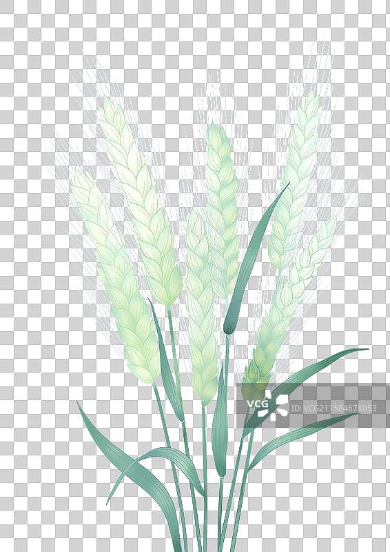 高原农作物青稞图片素材