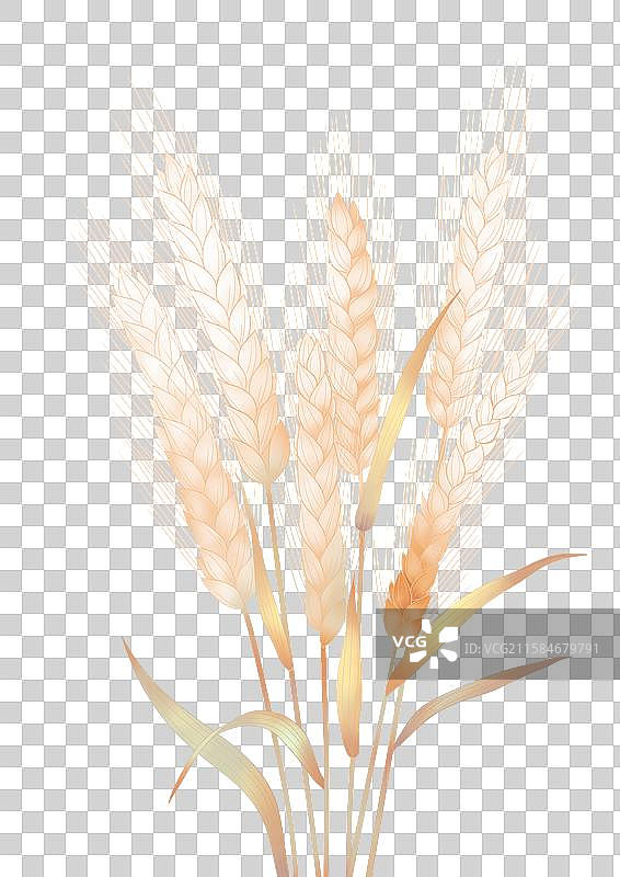 高原成熟青稞图片素材