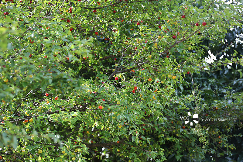 番樱桃树图片素材