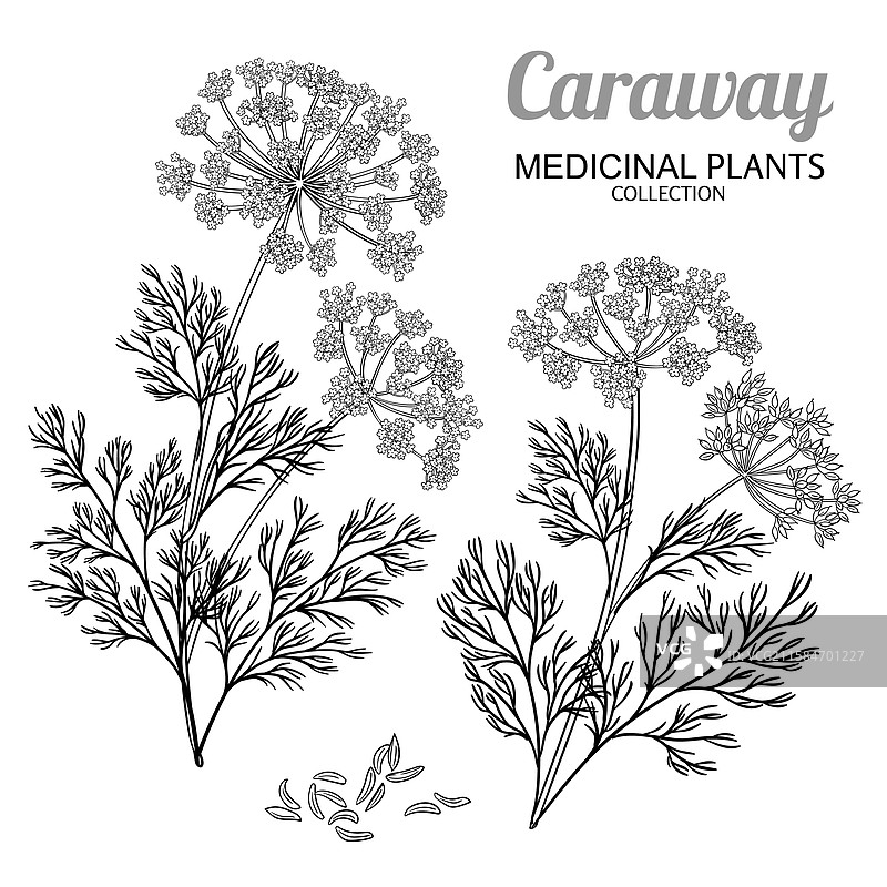 带花的香菜植物轮廓图片素材