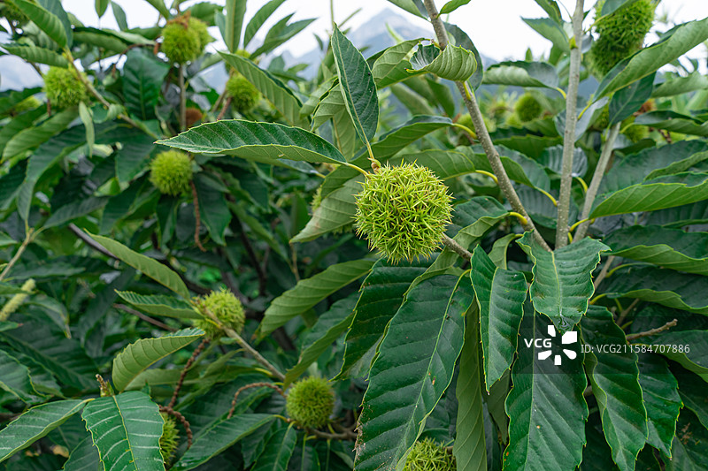 中国栽培植物拍摄主题，一棵栗子树果树，特写拍摄一个长毛尖刺的栗子果实，户外白昼无人图像摄影图片素材
