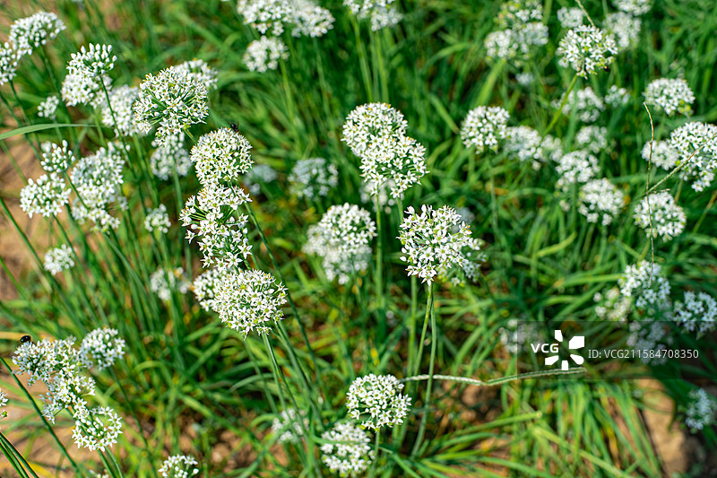 中国蔬菜拍摄主题，有机农庄菜园里的盛开的韭菜花花簇，户外无人图像摄影图片素材