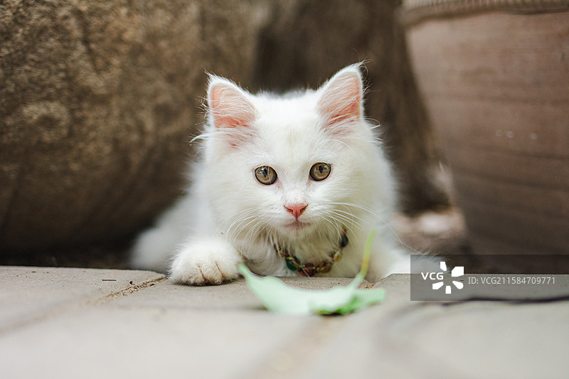 长毛狮子猫 幼崽小奶猫图片素材