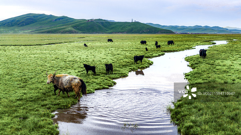 湿地密钥---玛曲阿万仓图片素材