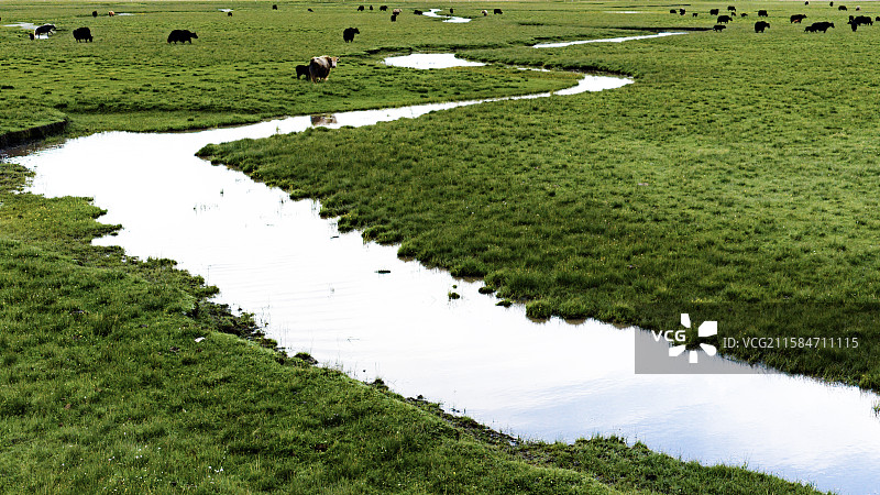 湿地密钥---玛曲阿万仓图片素材