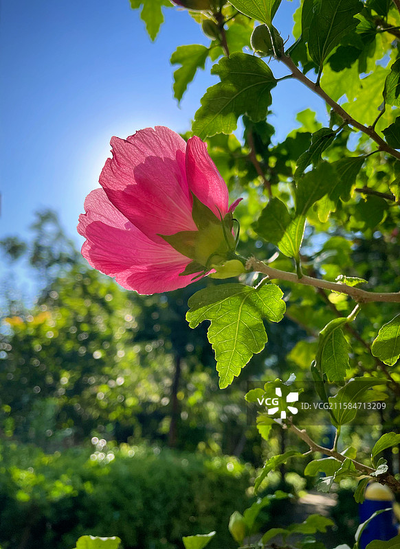 盛开的木槿花图片素材