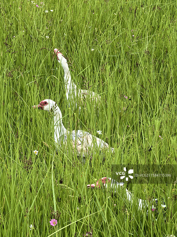鸭子+草丛图片素材