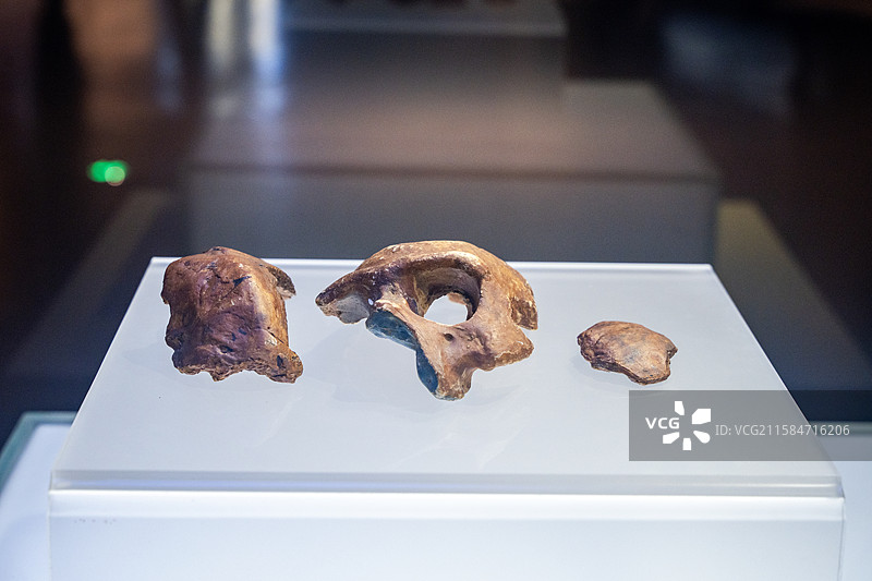 江苏江宁汤山方山国家地质公园博物馆暨南京直立人化石博物馆1号直立人头骨化石图片素材