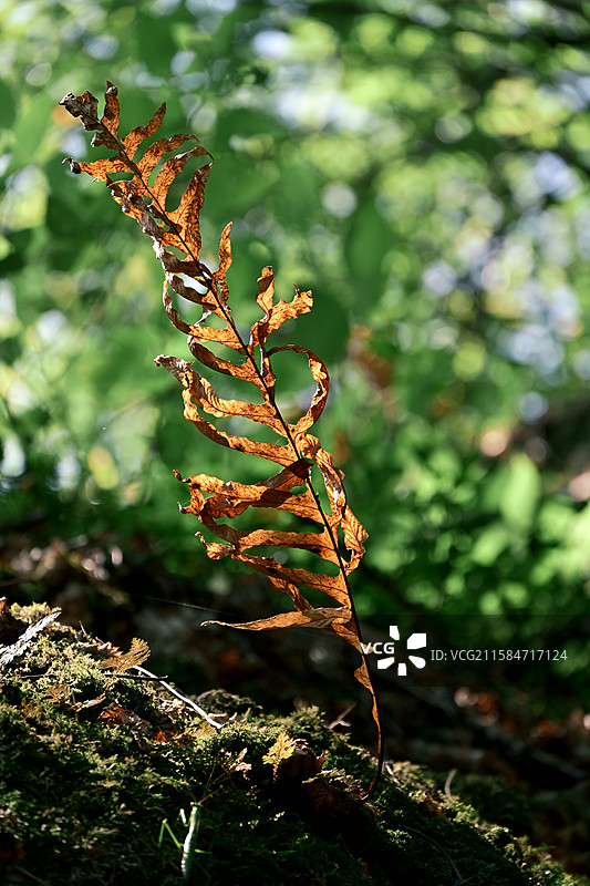 武夷山风景度假区图片素材