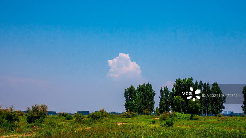 田野上的树木顶着晴朗的天空图片素材