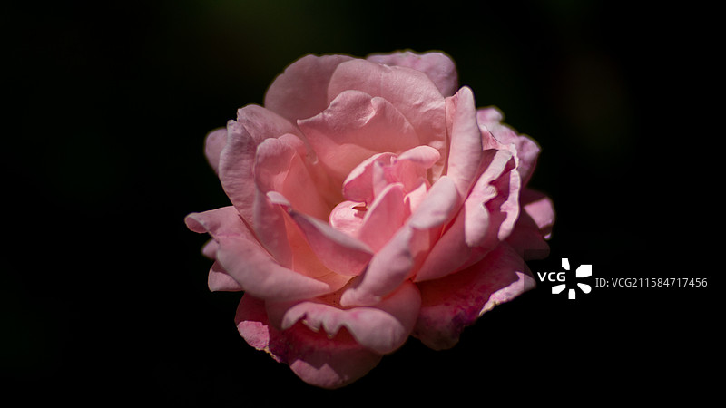 黑色背景下粉红色玫瑰的特写镜头图片素材
