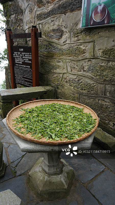 江西省九江市庐山风景区：斗姆亭大天池茶场：庐山云雾茶图片素材