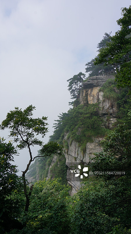 江西省九江市庐山风景区：龙首崖龙冠松庐山松图片素材