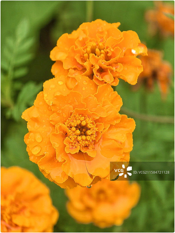 秋雨微凉77图片素材