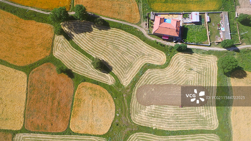 青稞熟了图片素材