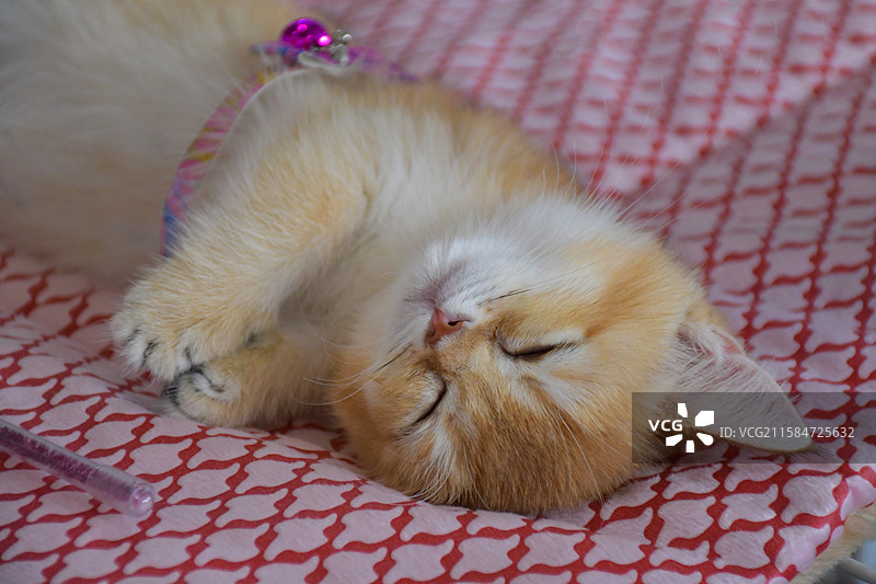 毯子上熟睡的金渐层小猫图片素材