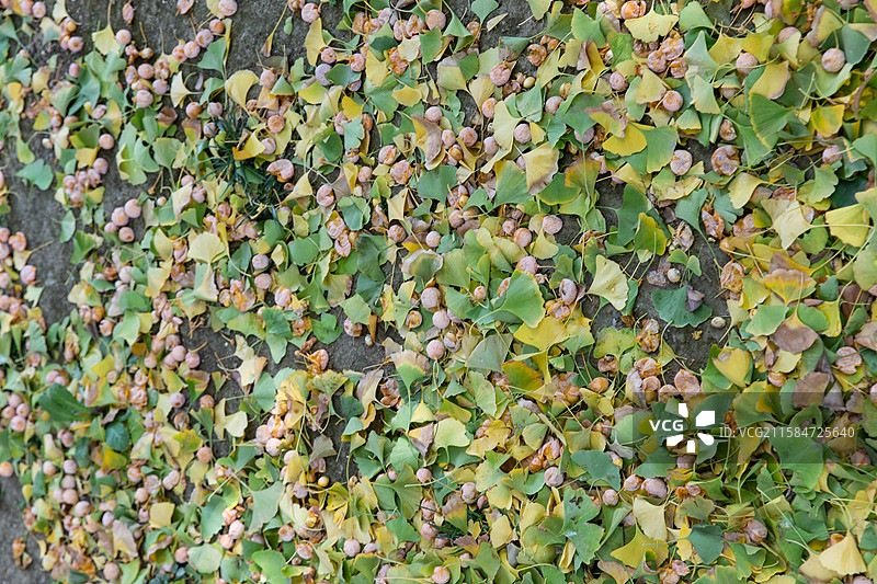 故宫满地的银杏果图片素材