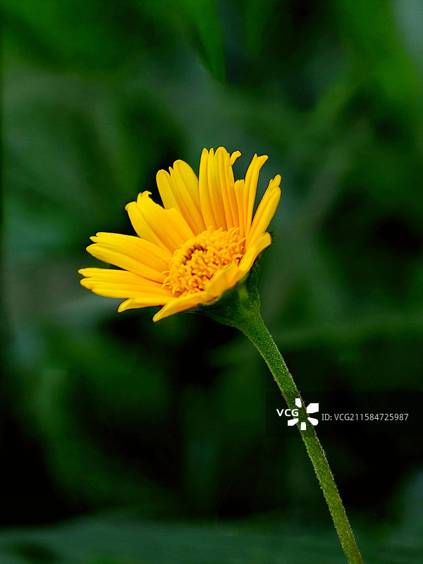 蟛蜞菊图片素材