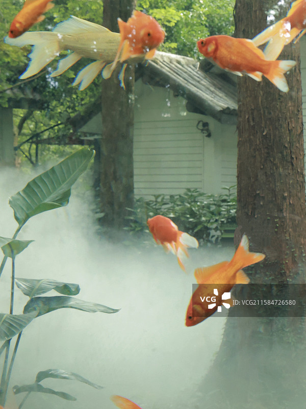 杭州曲院风荷金鱼图片素材