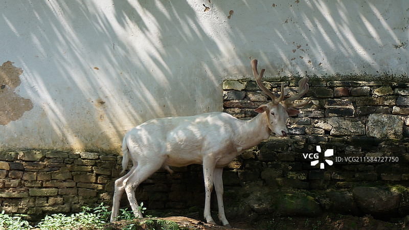 江西省九江市庐山风景区：白鹿洞书院白鹿园图片素材